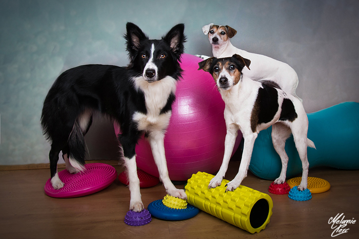 Fitnesstools für Hunde
