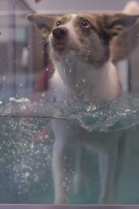 Hund Narnia im Unterwasserlaufband bei der Hundephysio